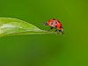 Lady Bug Leap