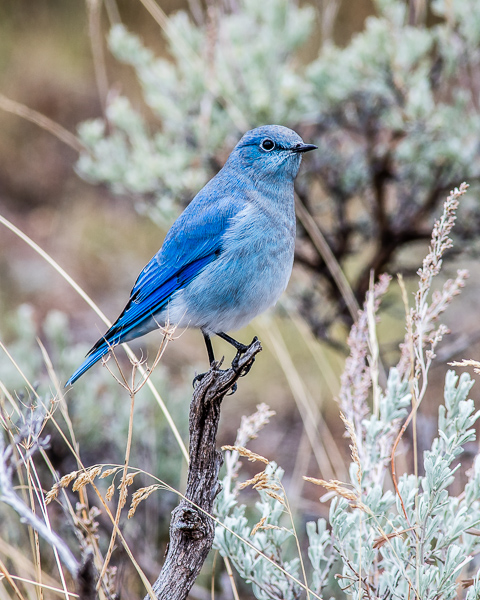 Mountain Bluebird #2 (Yellowstone NP)