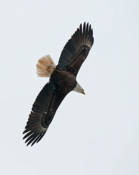 Bald Eagle (in flight)