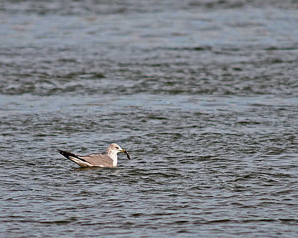 Ring-billed Gull with Fish