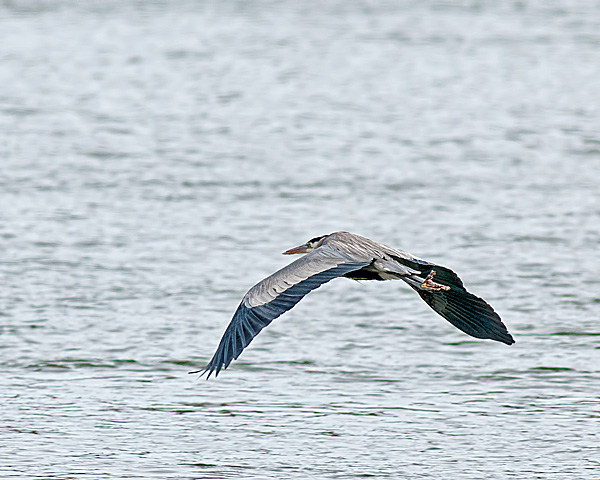 Great B;ue Heron (in flight)