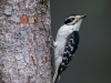 Hairy Woodpecker #2
