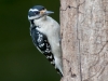 Hairy Woodpecker #3