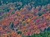 Foliage on South Face of North Pac Monadnock