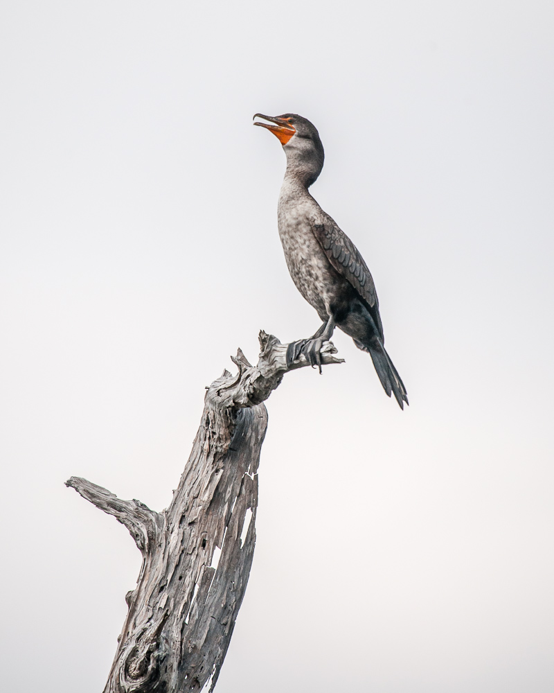Double Crested Cormorant #1