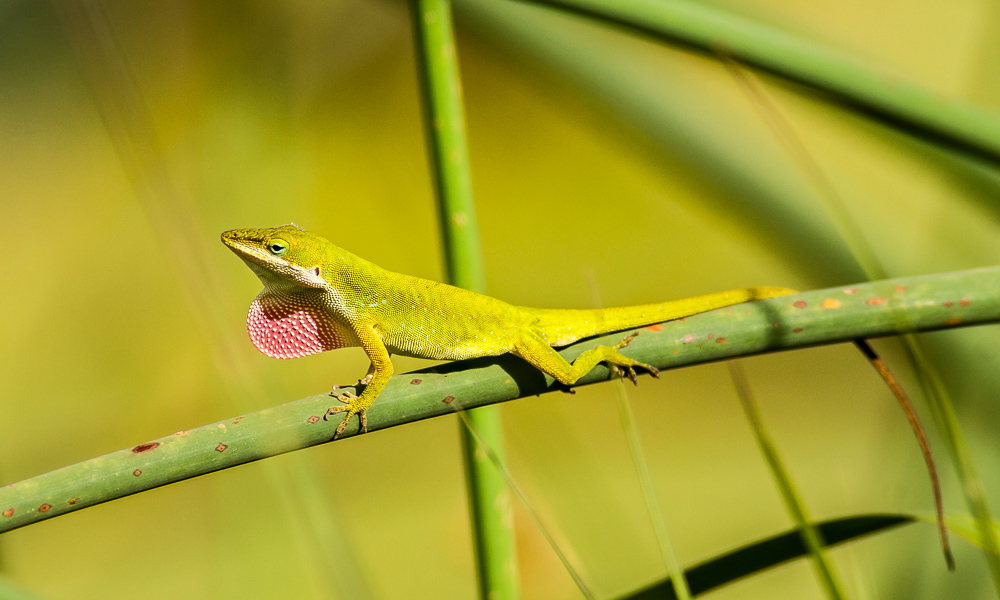 Green Anole #1