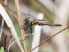 Dragonfly (ID Needed) 1