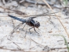 Dragonfly (ID Needed) 3