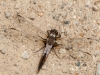 Chalk-fronted Corporal (female)
