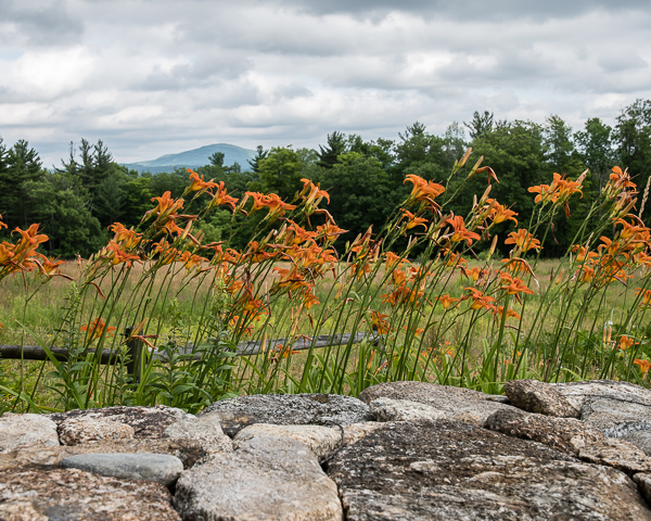 Day Lilies and Crotched Mountain