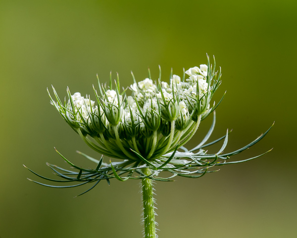 Queen Anne's Lace #1