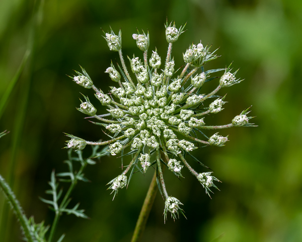 Queen Anne's Lace #2