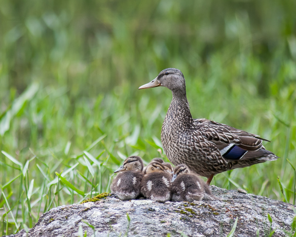Mallard Hen with Young