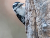 Downy Woodpecker #1
