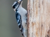Downy Woodpecker #2
