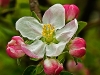 Apple Blossom #2