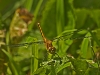 Meadowhawk (Ruby or White-faced; female)