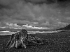 Driftwood on Beach - Olympic NP