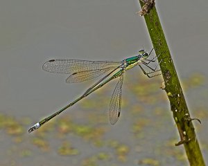 Emerald Spreadwing (male)