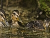 Mallard Ducklings Feeding