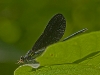 ebony jewelwing (male)