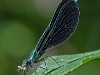 ebony jewelwing (male) with prey