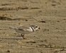 Piping Plover with Prey