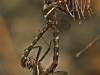 Dragonfly Mating Wheel
