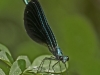 Ebony Jewelwing (male)