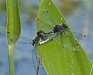 Dragonfly Mating Wheel