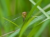 teneral meadowhawk (exact species difficult to say; same with sex)