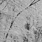 Snowy Trees #6