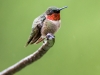 Ruby-throated Hummingbird #1