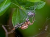 Spider with Variable Dancer as Prey