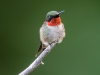 Ruby-throated Hummingbird (male) #1
