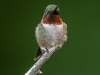 Ruby-throated Hummingbird (male) #2