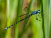 Amber-winged Spreadwing (male, immature)