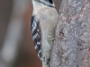 Downy Woodpecker (female) #2