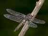 Common Baskettail (female)
