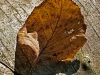 Early Autumn Leaf #2