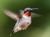 Male Ruby-throated Humming Bird In Flight #3