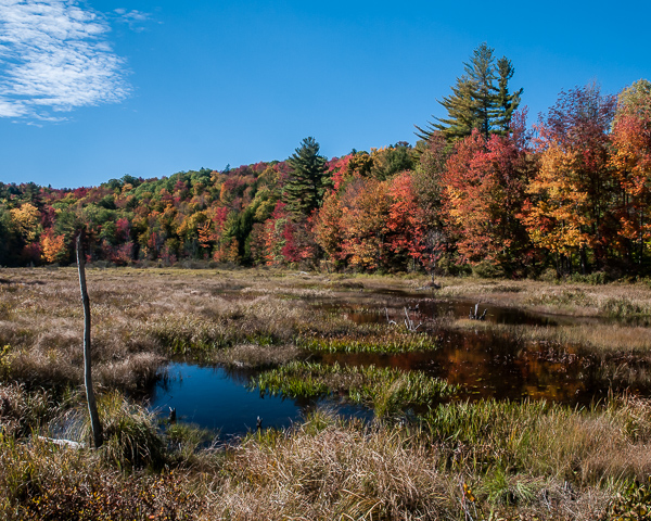 wetland in autumn (washington, nh)