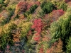 Autumn Foliage (detail)