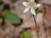 Wildflower (ID needed)