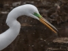 Great Egret (male) #1