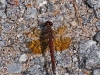 Band-winged Meadowhawk (male)