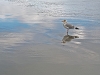 Gull and Reflections