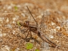 Chalk-fronted Corporal (female) with Prey