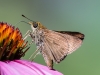 Butterfly (id needed) on Garden Flower