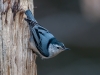 White-breasted Nuthatch#2